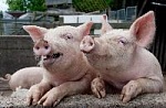 Производство свинины в России растет, как на дрожжах